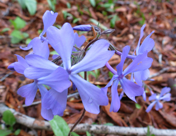 Phlox